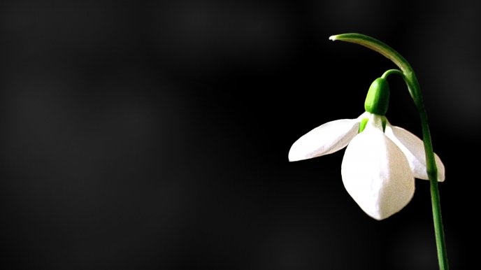 A Snowdrop on a black background - HD wallpaper