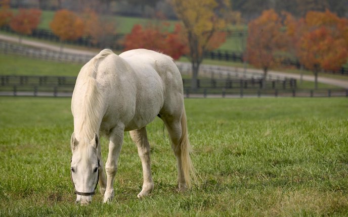 Beautiful white horse on a field