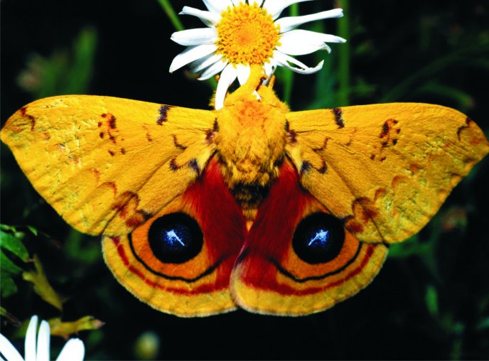 Yellow butterfly with velvet wings - macro wallpaper