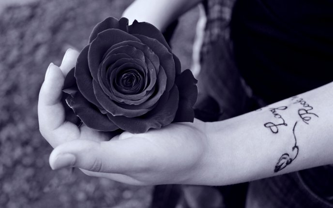 Black and white wallpaper - holding a rose