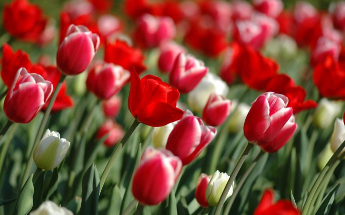 Red tulips - spring flowers