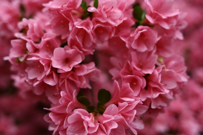 Hundreds of little pink flowers
