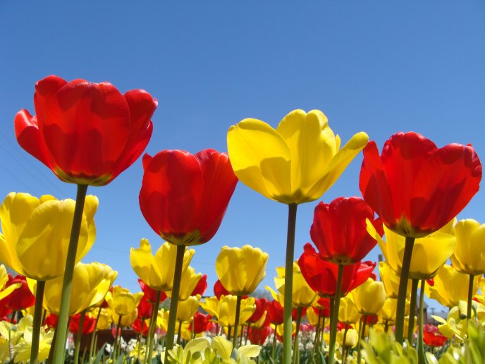 Beautiful field full of yellow and red tulips - spring time