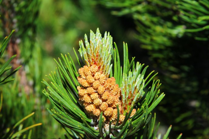 Flower pin - macro conifers