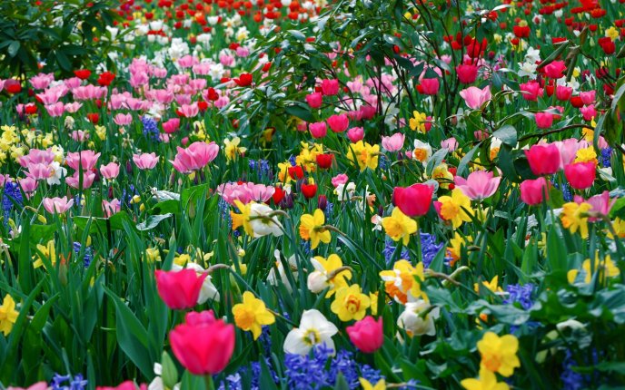 Beautiful garden - lots of colorful flowers