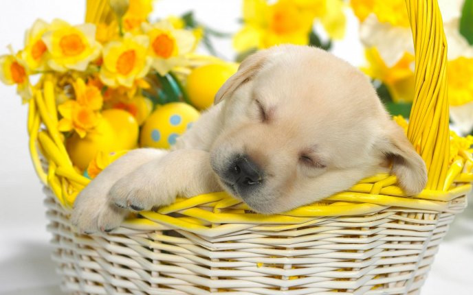 Little puppy sleeping in a basket