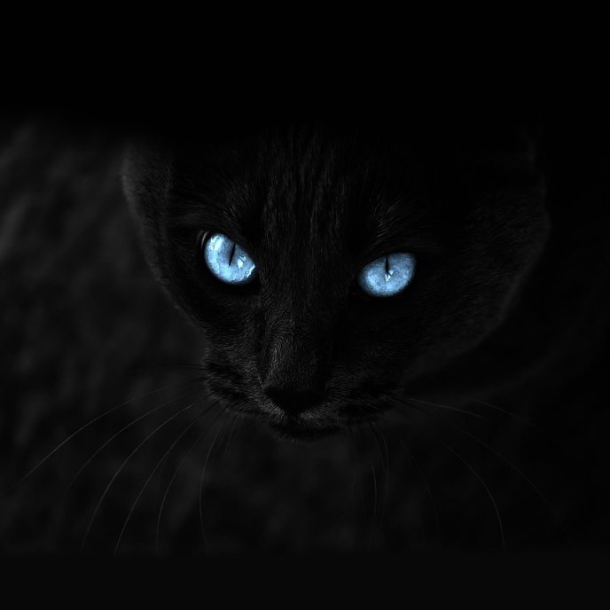 Blue eyes in the dark - black cat