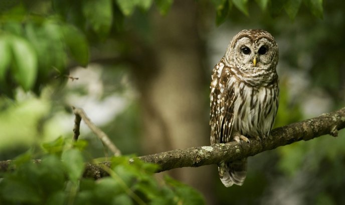 An owl sits on a tree branch - HD wallpaper