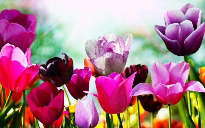 A picture filled with spring tulips - beautiful garden