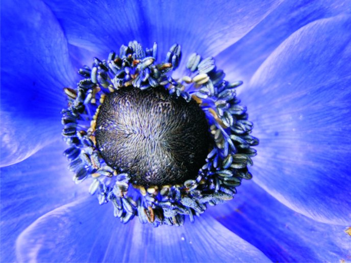 Middle of a blue flower - macro HD wallpaper