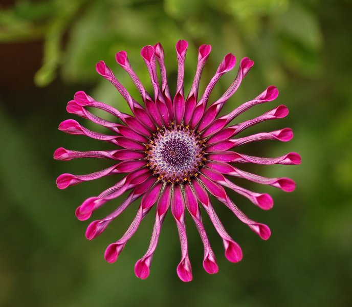 Interesting pink flower - osteospermum
