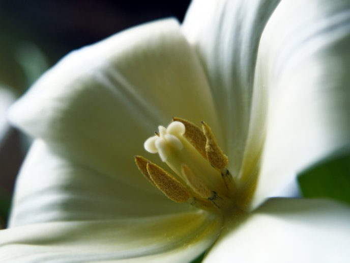 Inside of a white flower - macro HD wallpaper