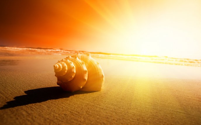 A shell shines in sunlight HD wallpaper