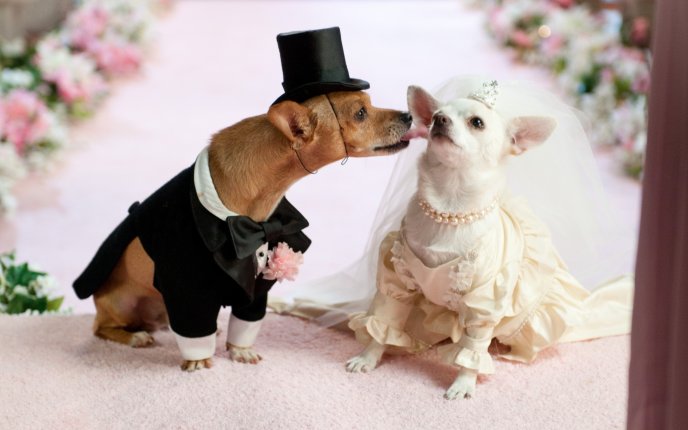 Husband and wife - Animal Wedding