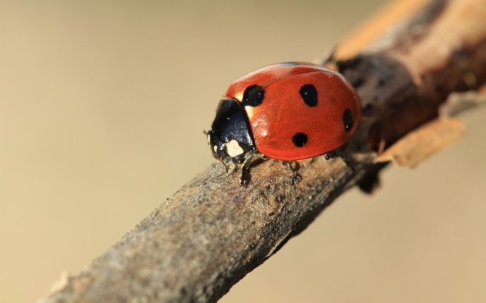Life of ladybugs - macro HD wallpaper