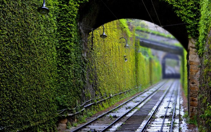 Green tunnel for trains - HD wallpaper