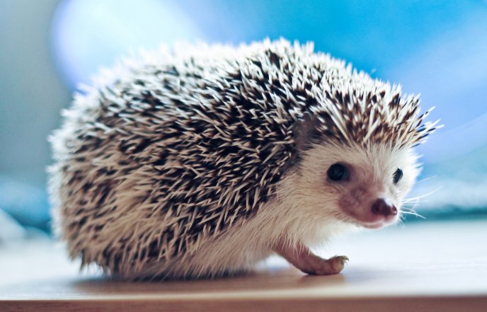 A pygmy hedgehog - HD wallpaper