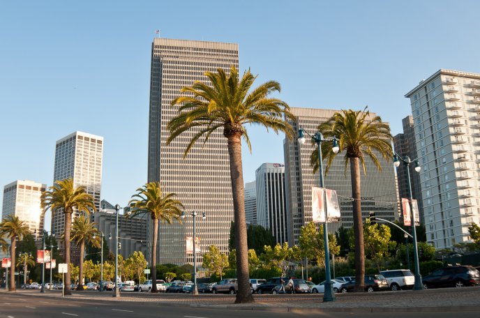 San Francisco - palms and skyscrapers