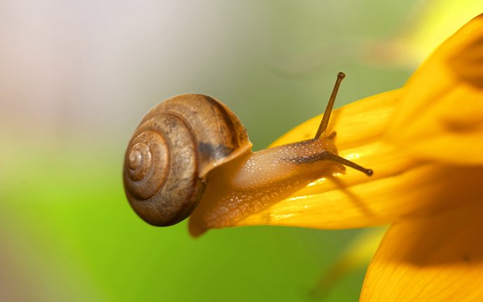 A small but powerful animal - the snail