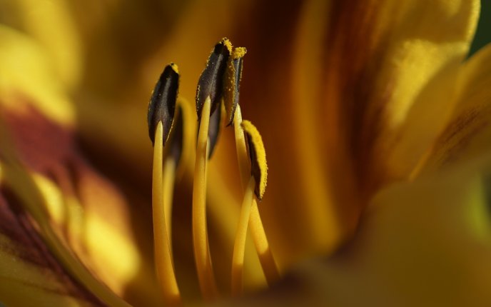 Macro inside flower - pollen