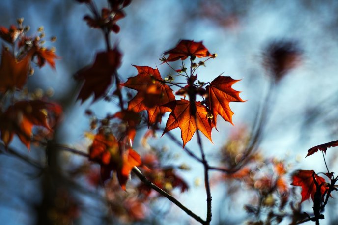 Autumn leaves - nature colors