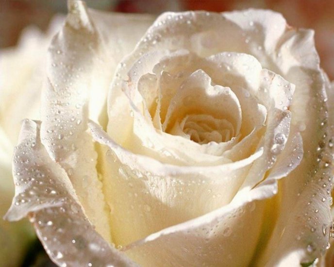 Sign of purity - beautiful white rose
