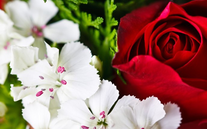 Beautiful white flowers and a red rose