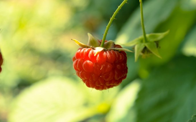 Macro raspberry - delicious red fruit