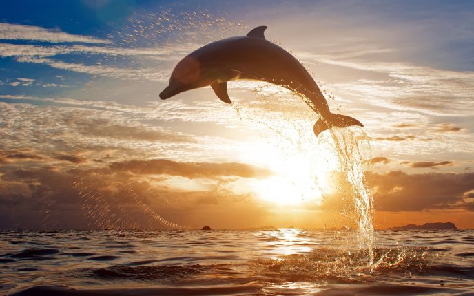 Playful dolphin - awesome HD wallpaper