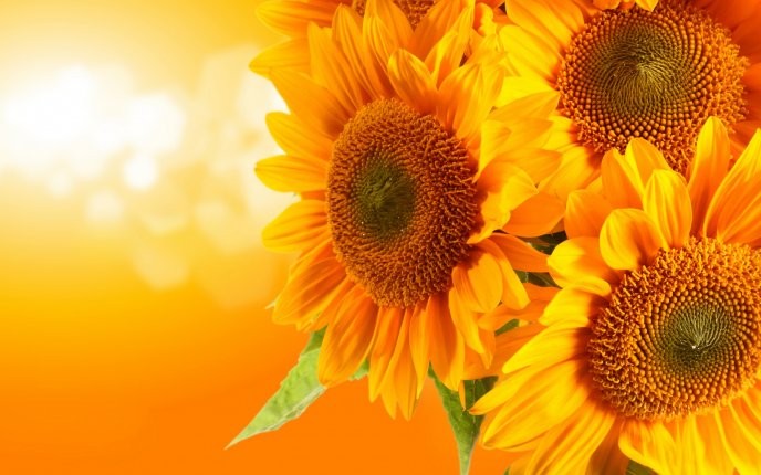 Sunflowers - a splash of color and warmth