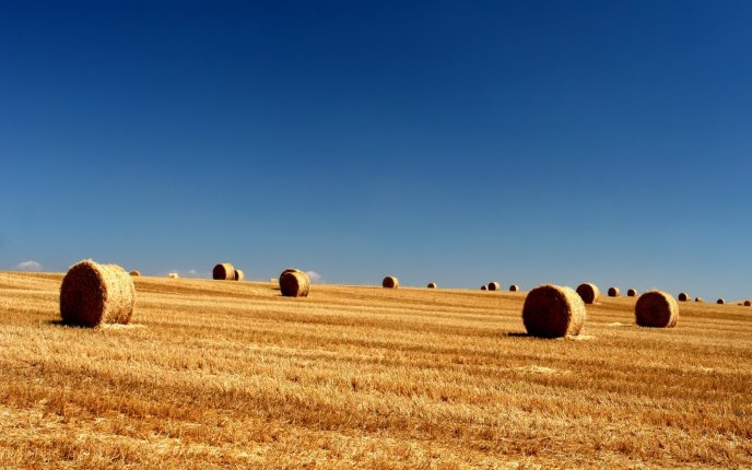 Bales of hay on field - HD wallpaper