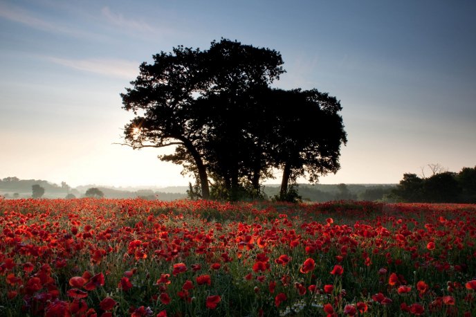 Beautiful field full of red poppies - HD wallpaper