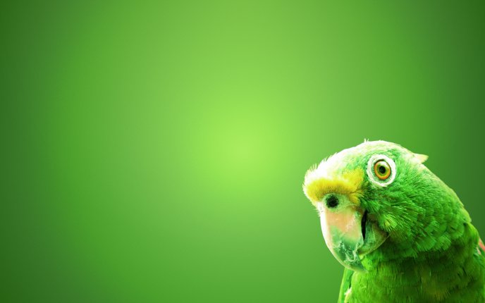 Green parrot on a green wall - HD wallpaper