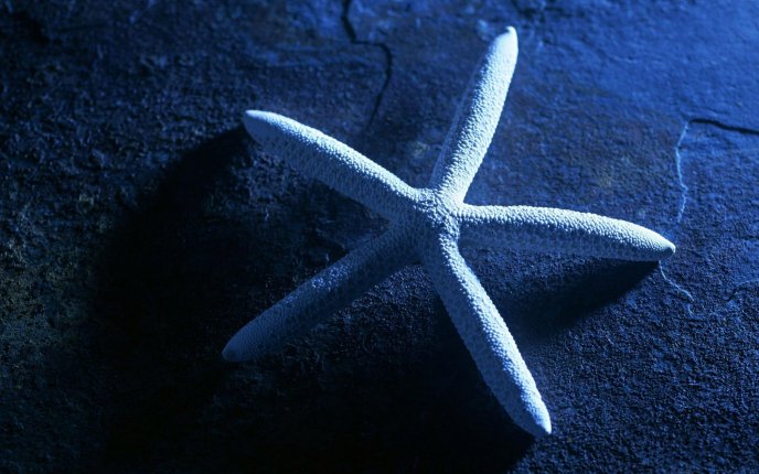 Blue light - wonderful starfish on the floor