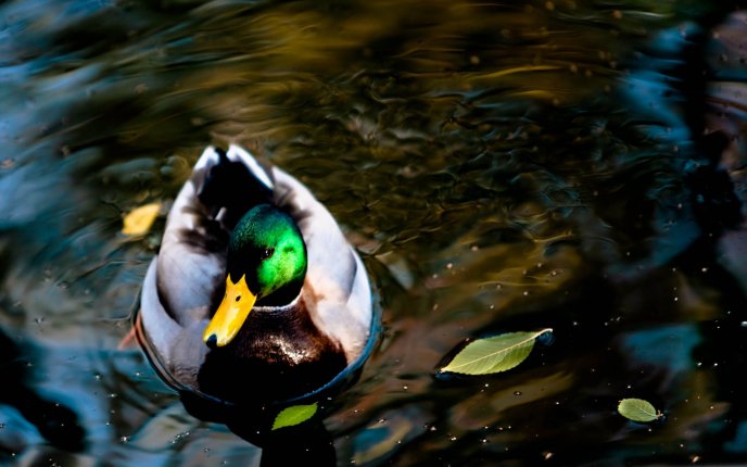 One duck on a lake in the sun - HD wallpaper