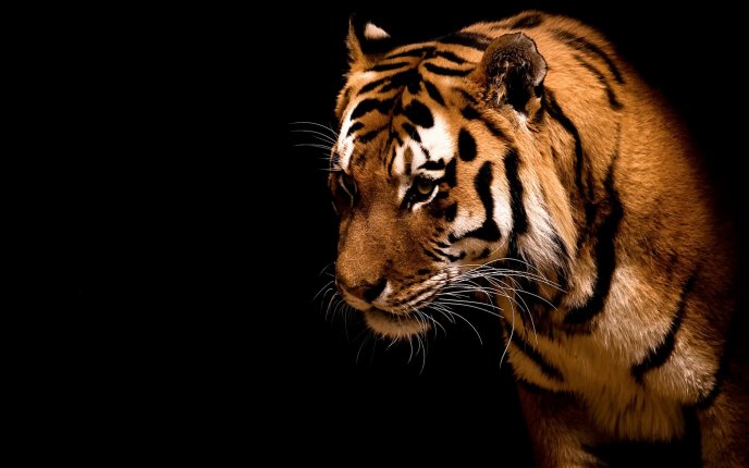 A look of fierce animal - the tiger