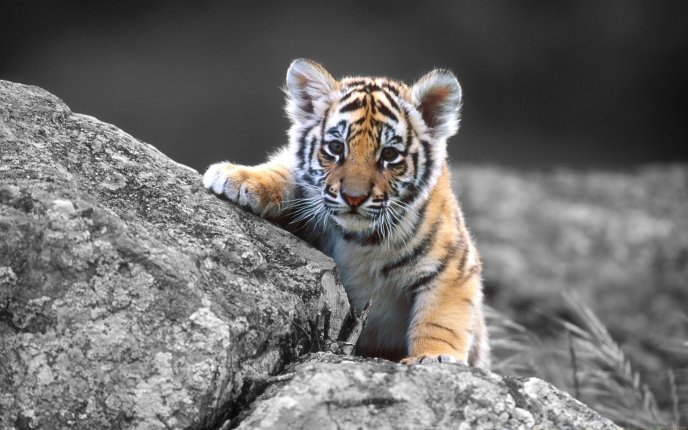 Little tiger baby watching after its mother