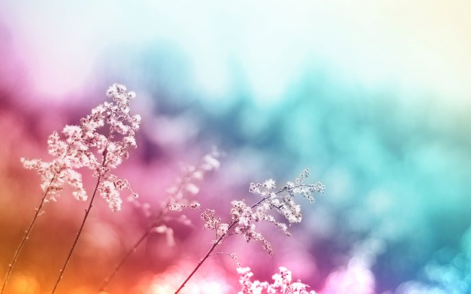 Colorful abstract background and flowers in front