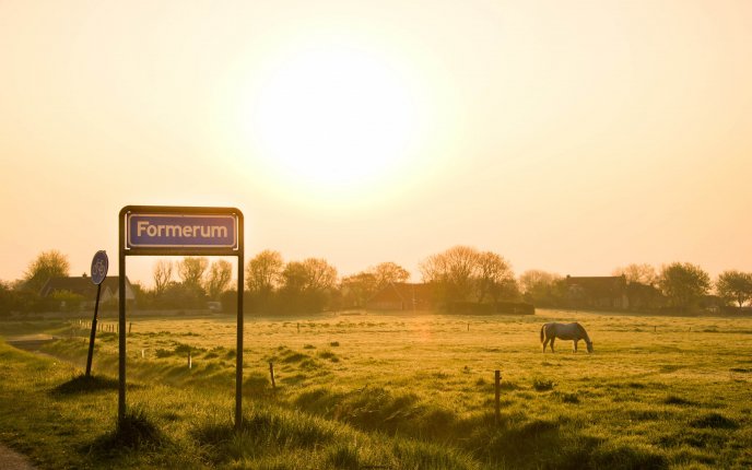 Good morning sun - horse on a field