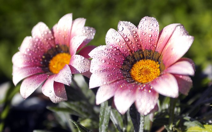 Two beautiful pink flowers - dew drops in the morning