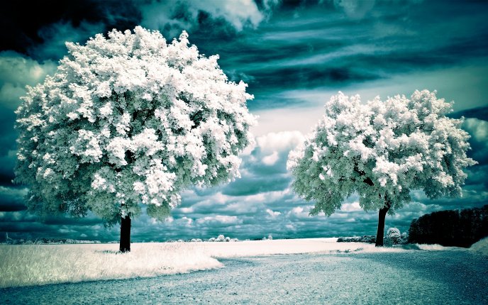 Winter in the middle of the summer - HD nature wallpaper