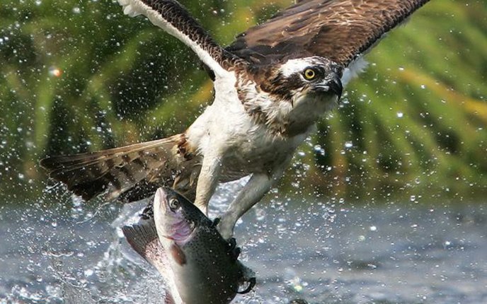 Big eagle catch a fish from the river - macro HD wallpaper