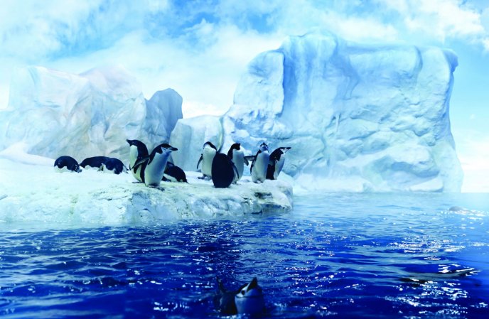 Penguins dancing in the Arctic - HD wallpaper