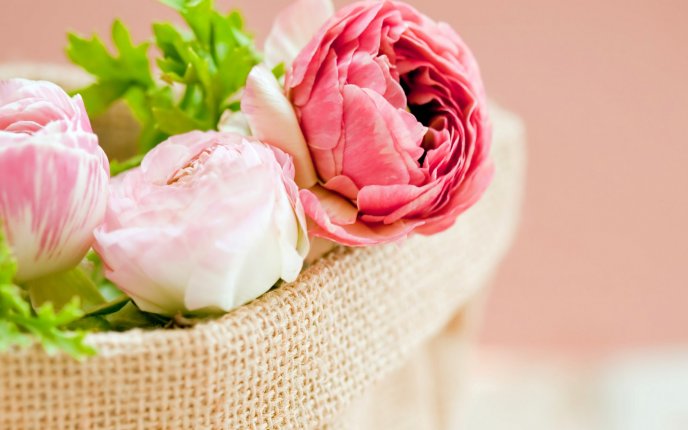 White and pink peonies in a beautiful basket