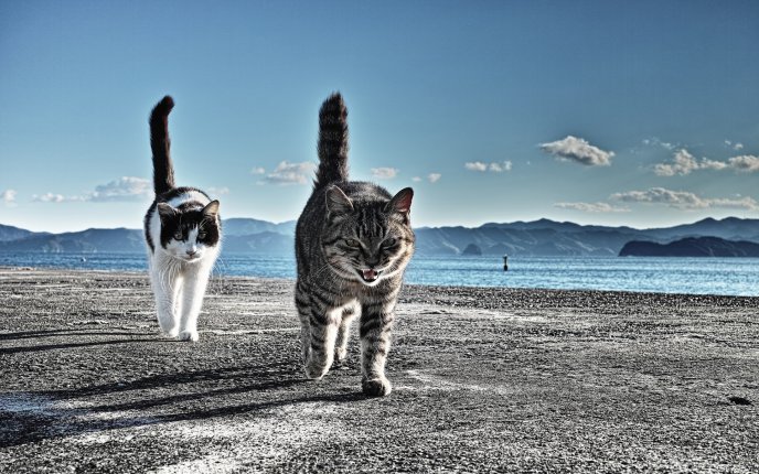 Two funny felines on a pontoon - angry cat