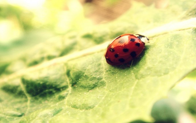 Courageous small ladybug on a green leaf - macro