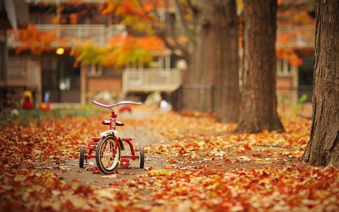 Childhood bicycle in the park - autumn carpet