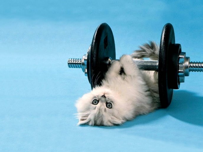 Fluffy cat at the gym - funny HD wallpaper