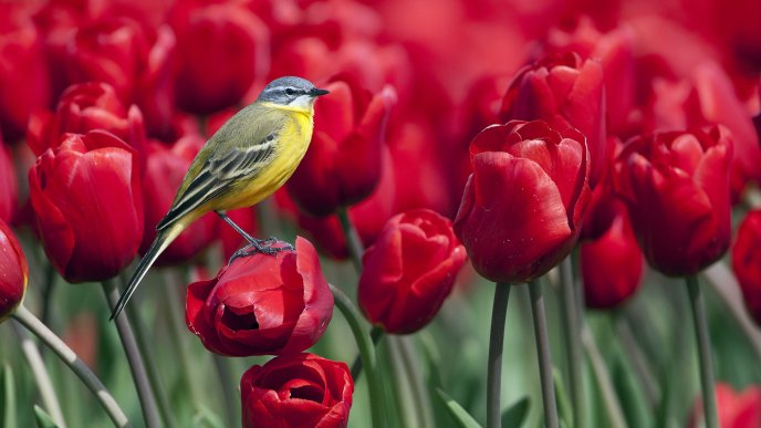 Little yellow bird in a garden full of red tulips