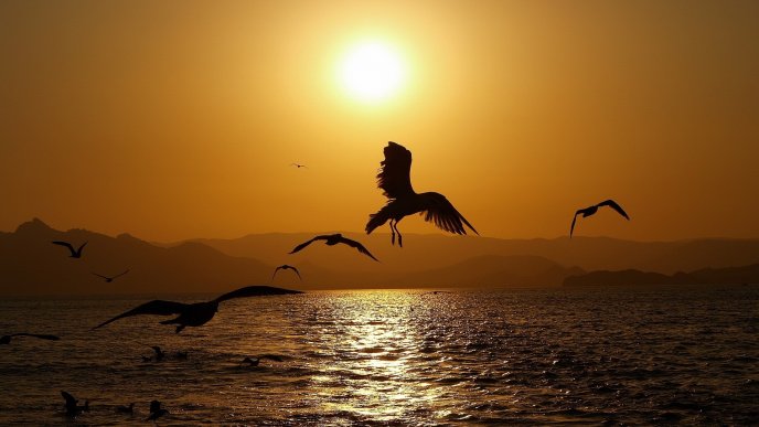 Birds in the light of sunset - HD wallpaper